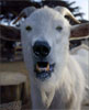 Polar+goat