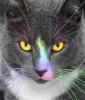 Kolor+Kitty+Kat%2E